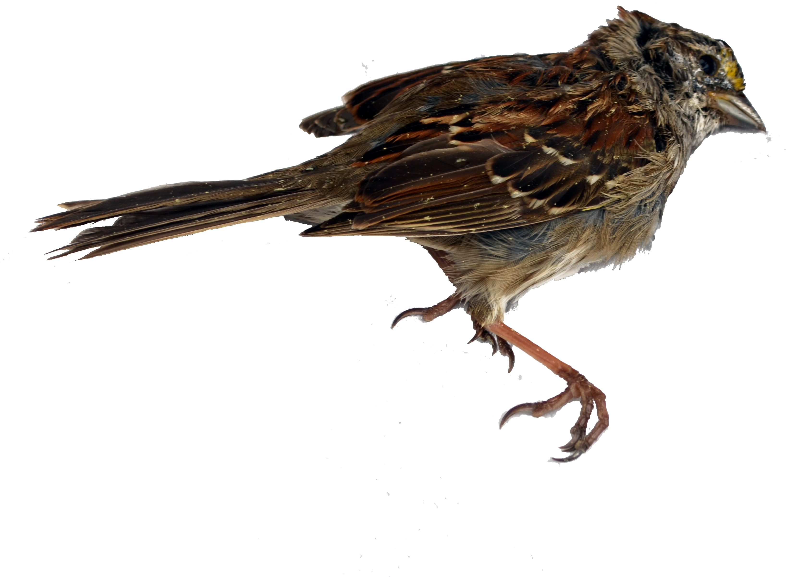 Sparrow Png Transparent Images - Beak (640x480), Png Download