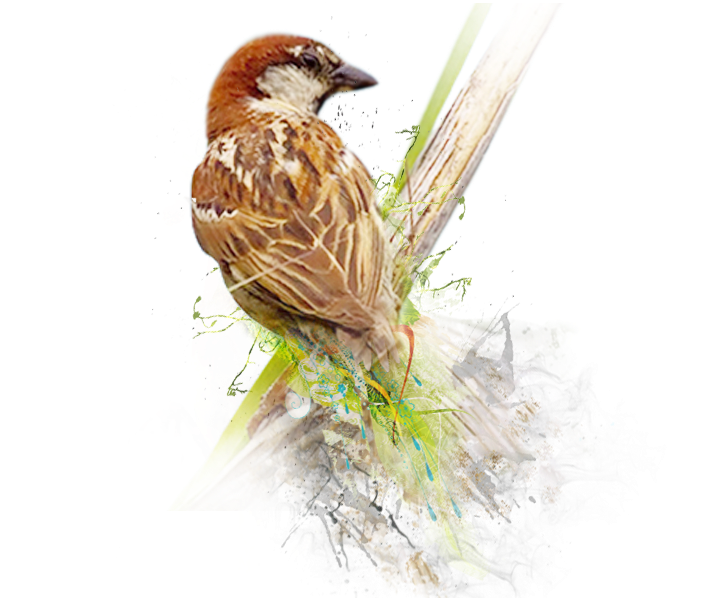 Sparrow Png Image - World Sparrow Day Png (875x606), Png Download