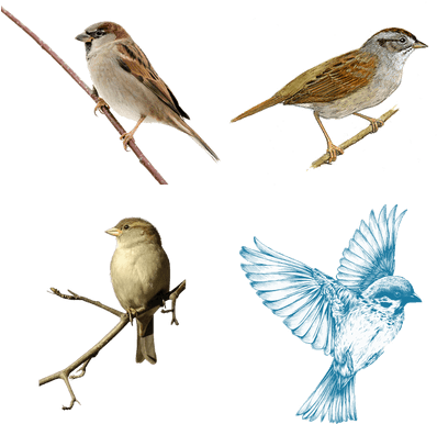 Bird Drawings (400x400), Png Download