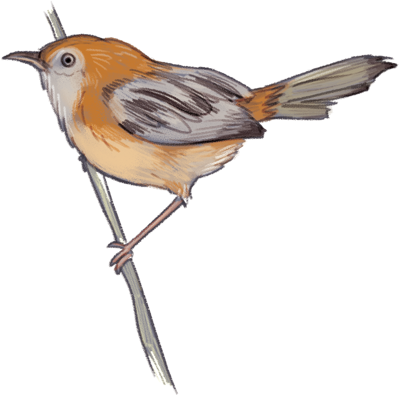 House Sparrow Clipart - Little Grassbird (1000x943), Png Download