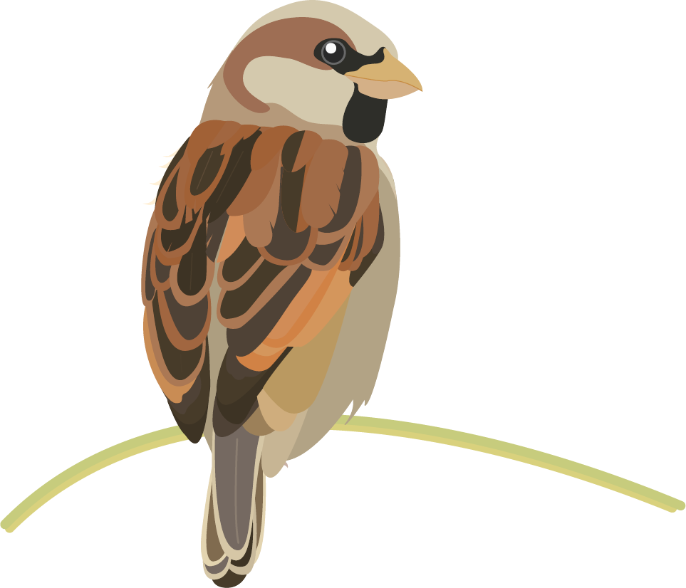 Finch (963x826), Png Download