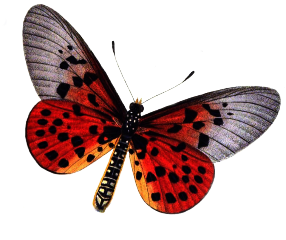 Red Butterfly Png Photo - Large Copper (1024x845), Png Download