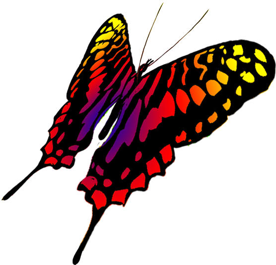 Drawing Of Swallowtail Butterfly - Butterfly Transparents Drawing (675x591), Png Download