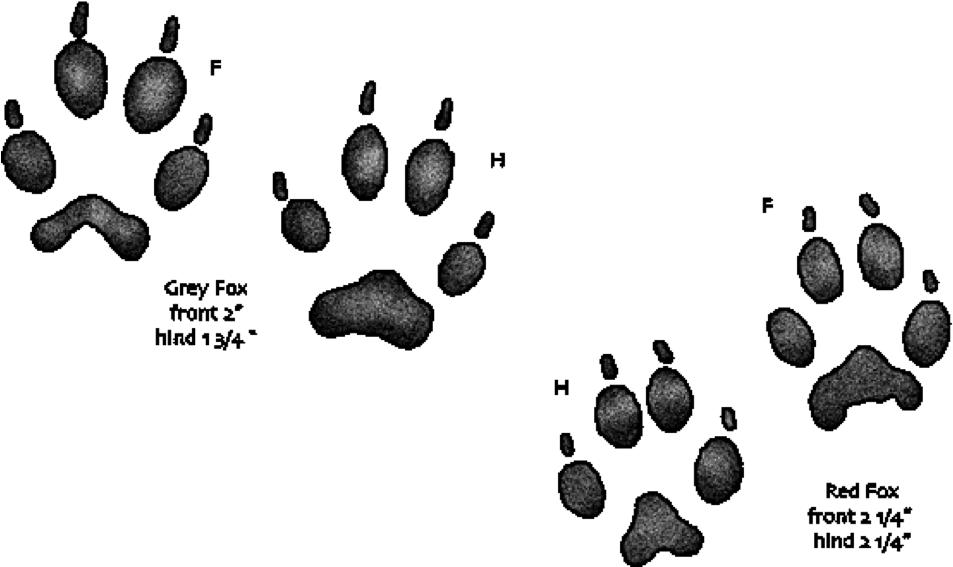 Grey Fox Handprints Have More Of An Inverted “v” Shape - Animal Tracks (975x593), Png Download