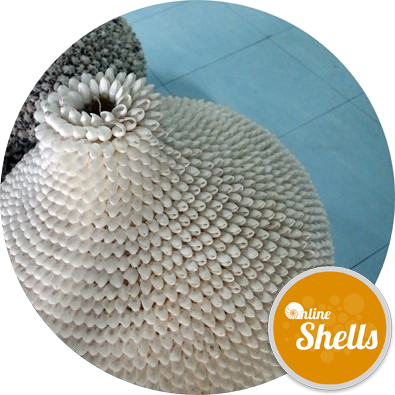 Bubble White Seashells - Floor (395x395), Png Download