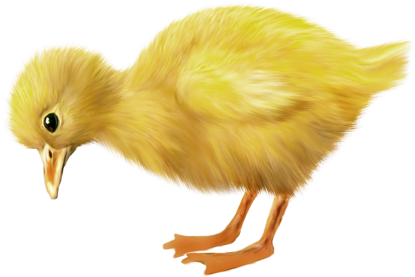 Duck (600x400), Png Download