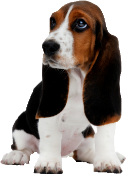 Basset Hound Png Image - Mednet Direct 30'' X 36'' Xxl-large Ultra Puppy Pads (320x410), Png Download