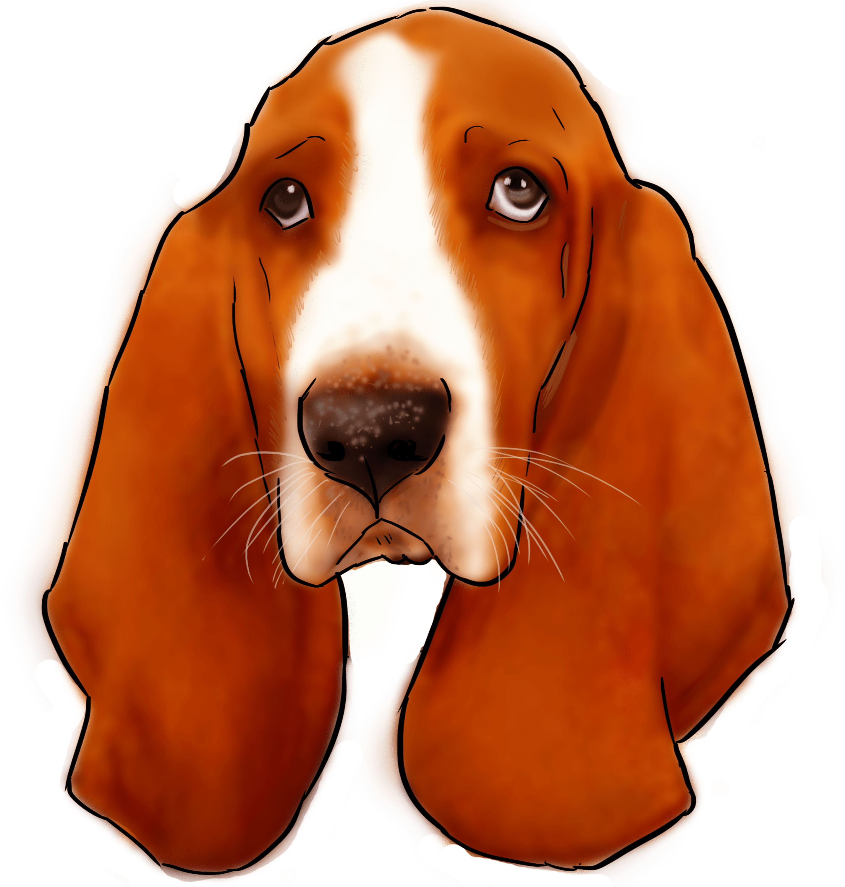 27 Why Are You A Basset Hound (3000x3000), Png Download