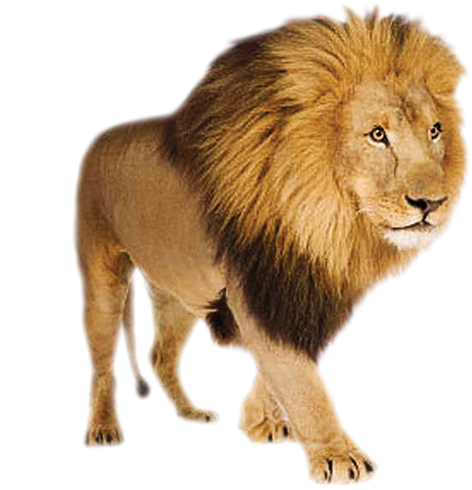 Download - Lion With Transparent Background (595x490), Png Download
