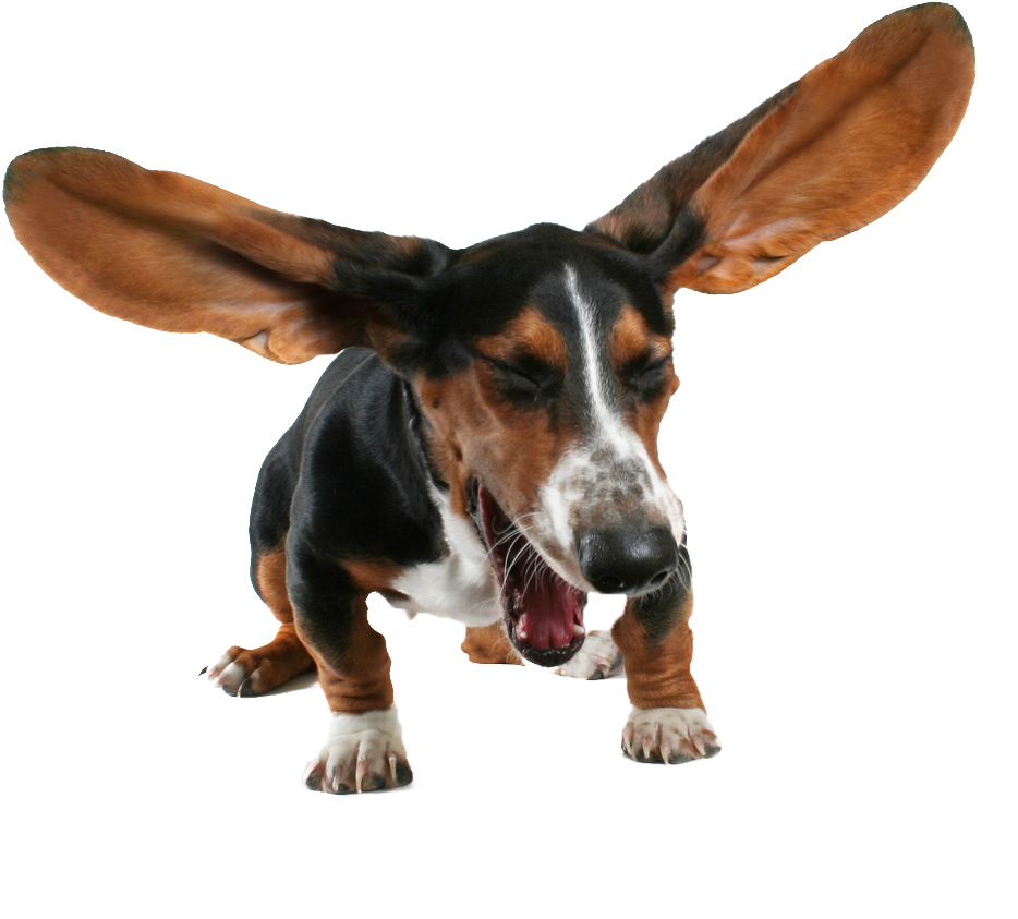 Animala Sneezing Basset Hound - Sneezing Dog (1000x929), Png Download