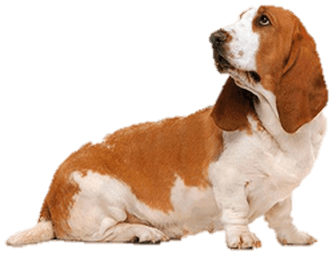Basset Hound Orange (400x400), Png Download