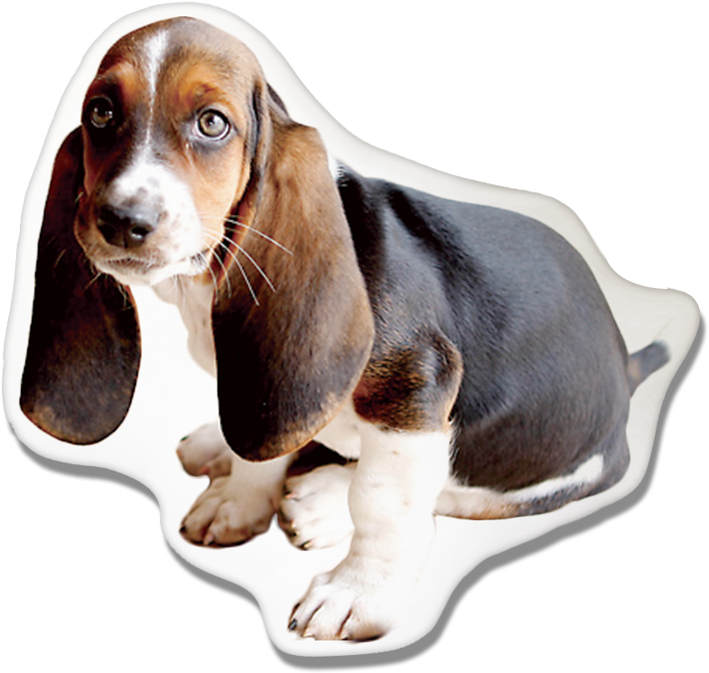 Basset Hound Pillow - Basset Hound Michigan State (910x844), Png Download