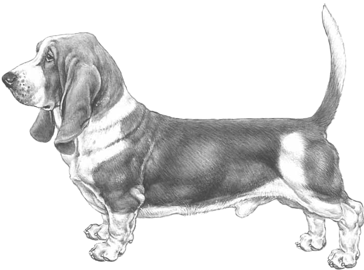 Basset Hound (800x800), Png Download