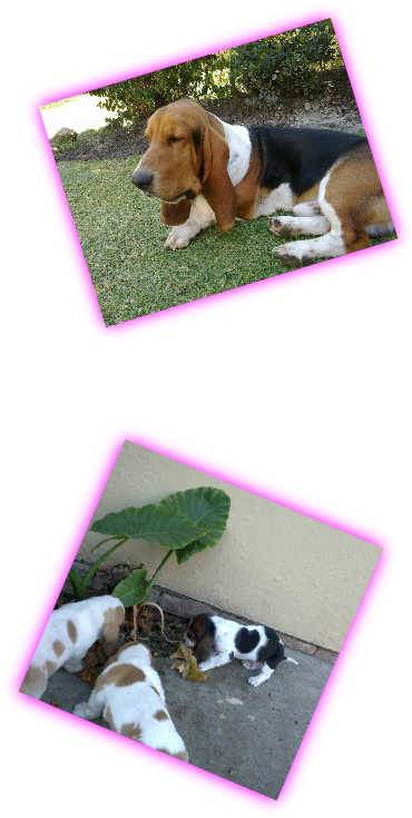 Basset Hound (381x756), Png Download