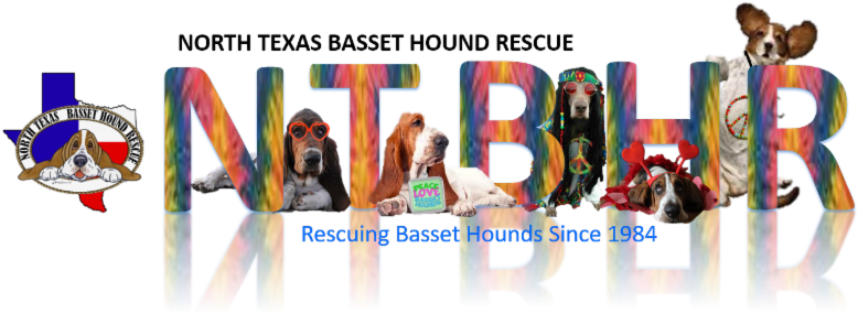 Don't Forget To Enter The Photo Contest Is Your Basset - Basset Hound (800x341), Png Download