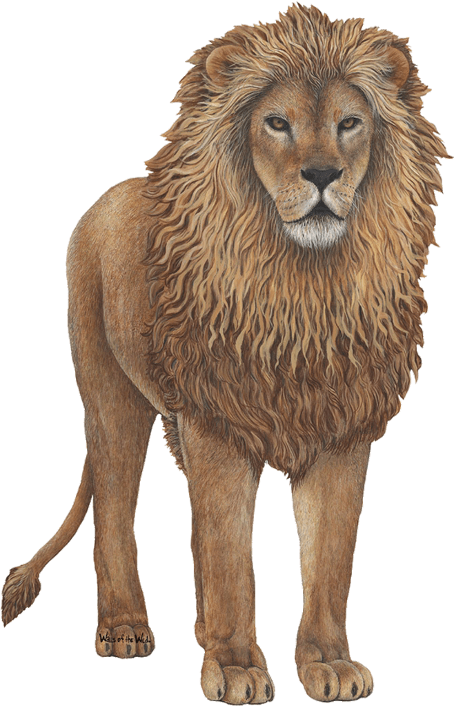Image Transparent Giant Lion Wall Sticker - Lion Wall Decal, Home Decor Decals, By Walls Of The (1024x1024), Png Download