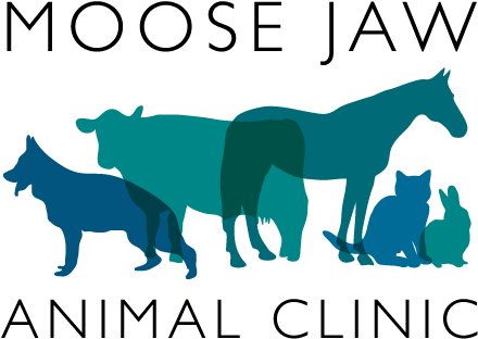 Moose Jaw Animal Clinic - Animal Clinic (453x327), Png Download