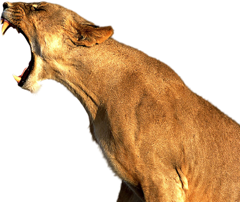 Yan-lioness - Good Quality Pictures Of Animals (474x400), Png Download