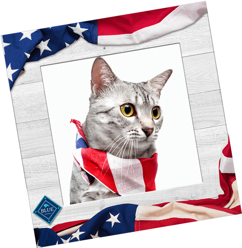 Pet (952x900), Png Download