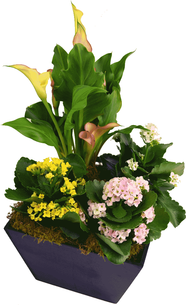 Country Garden (1024x1024), Png Download