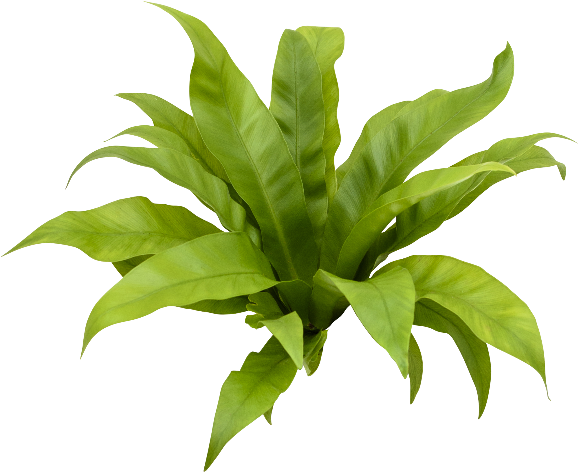 Asplenium - Plant Transparent (2048x1736), Png Download