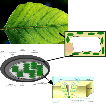 Why Are Plants Green[edit] - Chlorophyll Located In Plants (450x445), Png Download
