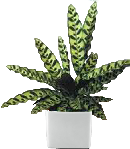 Desktop Plants Gallery - Snake Plant Calathea (467x524), Png Download