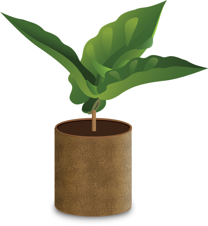 A Seedling Will Typically Grow In A Nursery Until About - Planting Coffee Png (730x800), Png Download