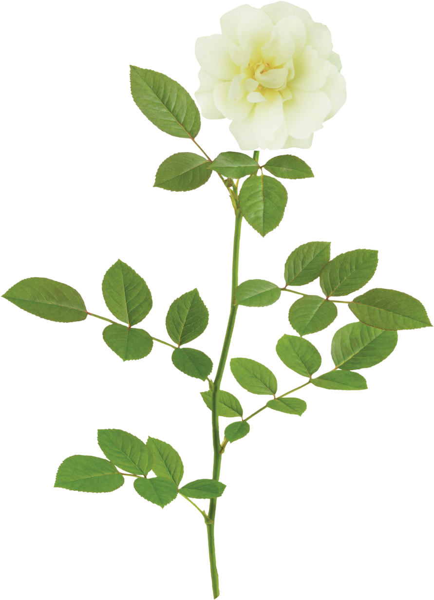The Popcorn Drift® Rose - One Flower Png (1000x1331), Png Download
