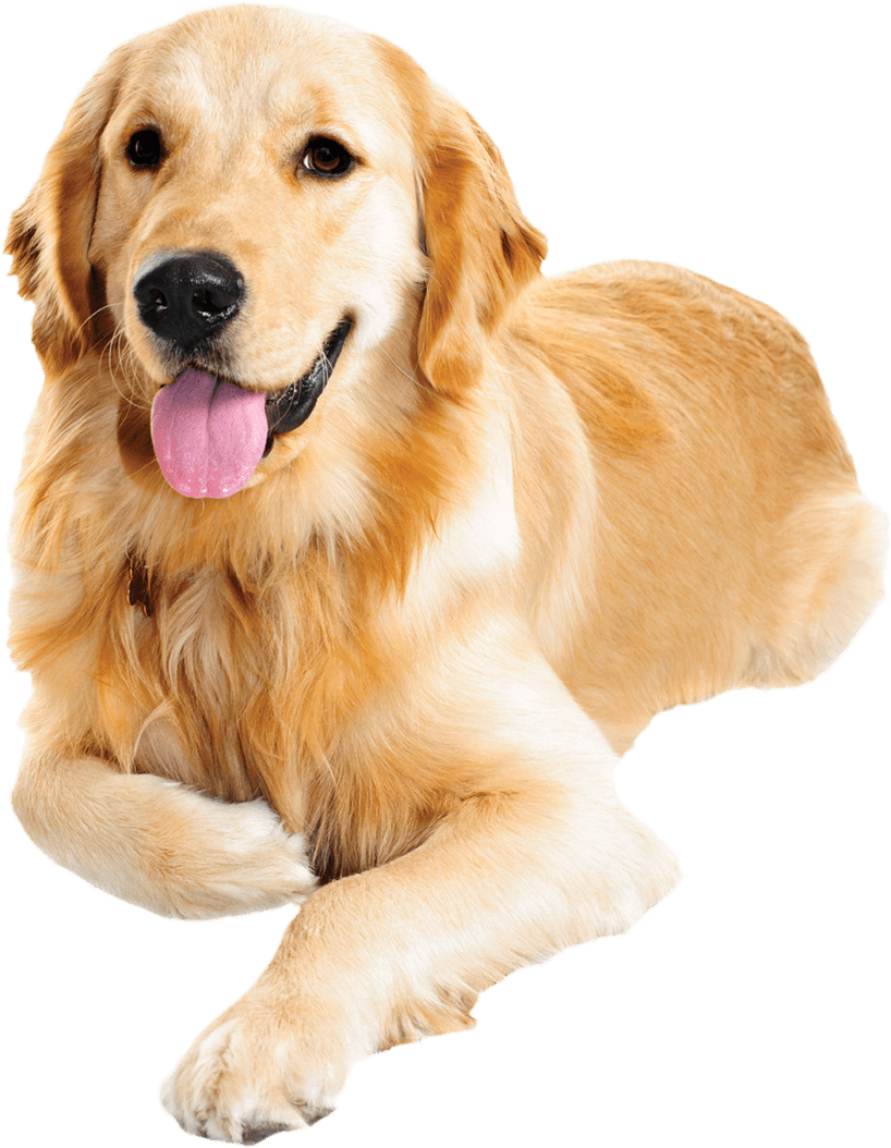Golden Retriever Png Transparent Images - Personalised Melamine Pink Dog Bowls (884x1091), Png Download