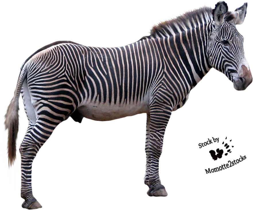Zebra Picture Png Image - Grevy's Zebra Png (943x847), Png Download