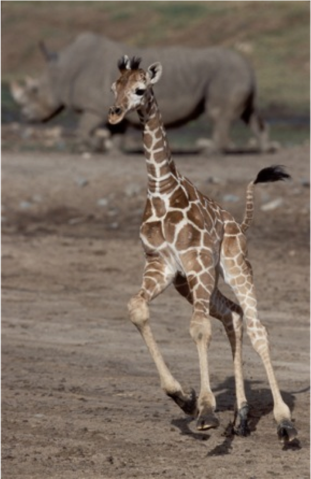 San Diego Zoo (1280x960), Png Download