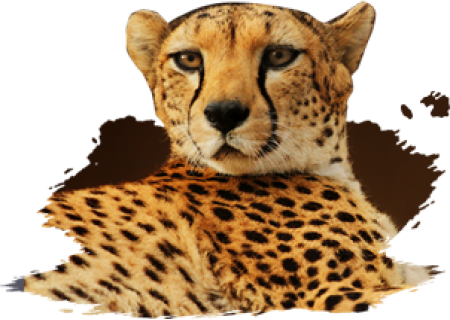 Mammals - Cheetah (450x320), Png Download