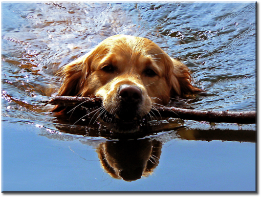 Golden Retriever Puppy Dog Swimming Canvas Wall Art - Thieye Waterproof Action Camera Floating Hand Grip, (580x435), Png Download