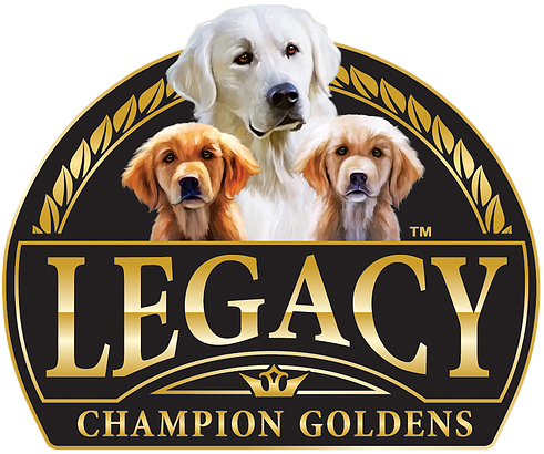 Golden Retriever (491x410), Png Download