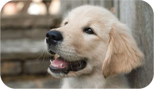 Golden Retriever Puppy - Middle Dogs (494x287), Png Download