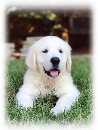 Blessed Hope Kennels - Slovak Cuvac (376x501), Png Download