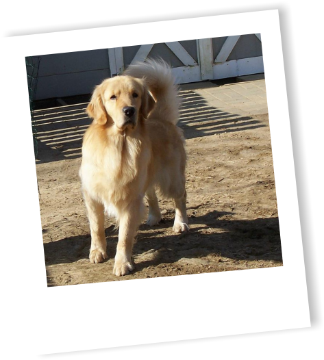Reserve Your Puppy Early Most Litters Are Sold Before - Golden Retriever (496x550), Png Download
