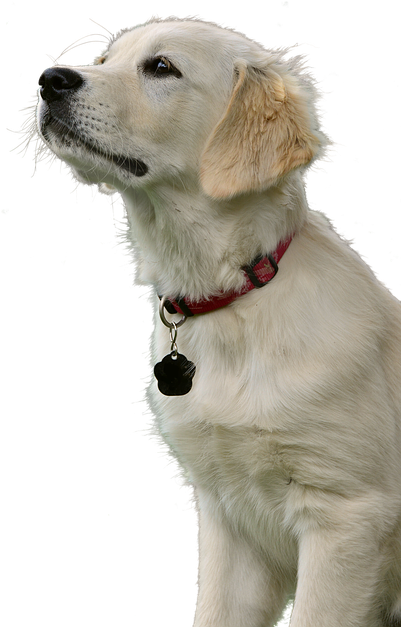 Golden Retriever, Dog, Hundeportrait, Animal, Pet - Retriever (480x720), Png Download