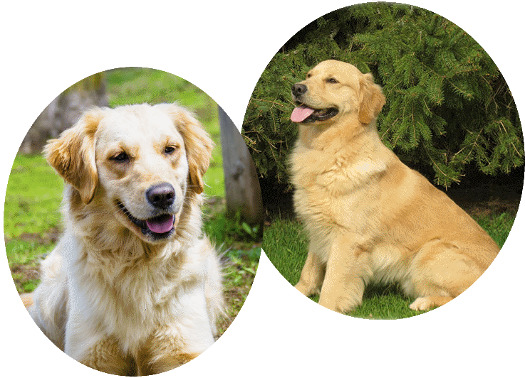 Misty's Pedigree And Clearances - Golden Retriever (737x532), Png Download