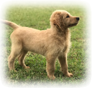Our F1 Goldendoodle Daisy Is Due With Puppies In July - Golden Retriever (377x363), Png Download