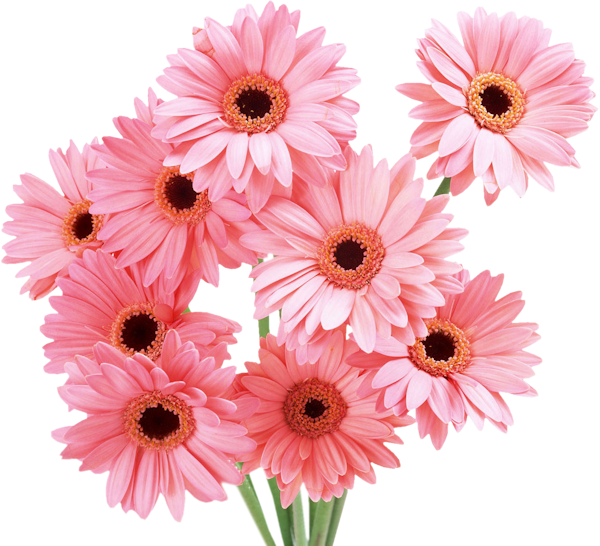 Яндекс - Фотки - Gerbera Daisies (600x546), Png Download