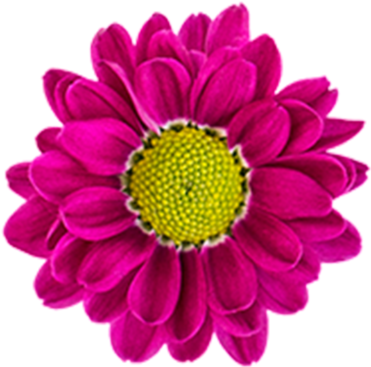 Caddy Caddy - Daisy (800x800), Png Download