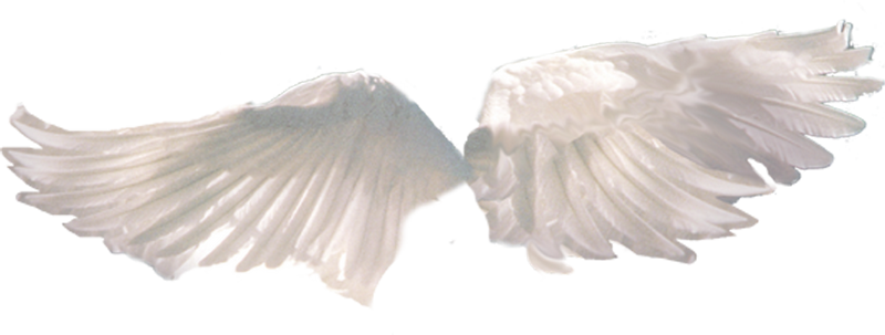 Tubes Phares Rantaro Amami, Grunge Tumblr, Angel Wings, - Wings Tumblr Transparent (800x303), Png Download