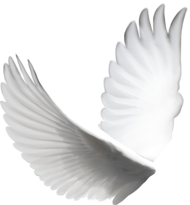 Transparent Angel Wings Tumblr Psd Detail - Dove Wings (371x400), Png Download