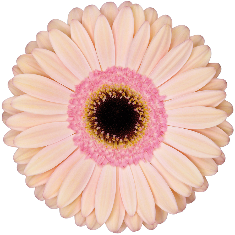 Alliance - Gerbera Alliance (1100x1100), Png Download