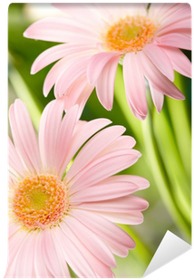 Closeup Of Two Pink Daisy-gerbera Wall Mural • Pixers® - Papier Peint - Deux Fleurs De Gerbera Rose - Bimago (400x400), Png Download