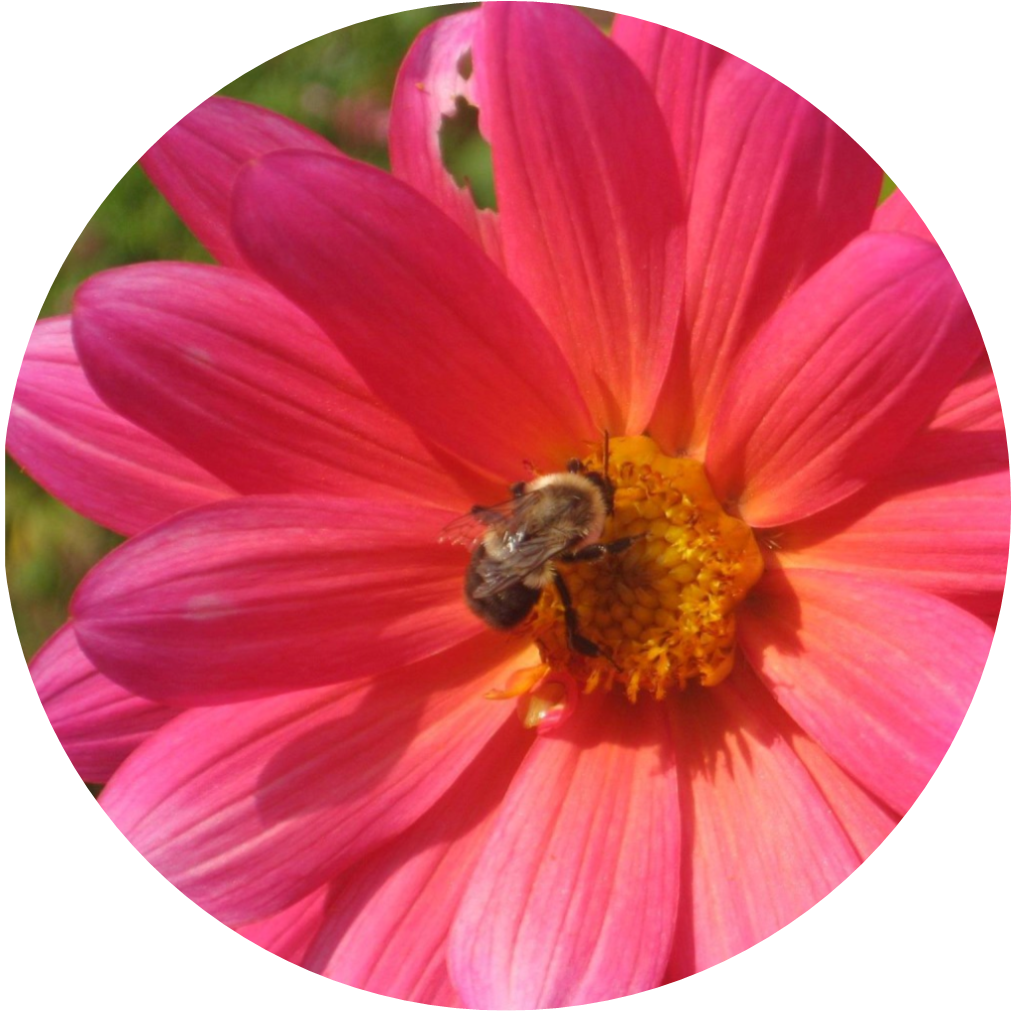I Use The Image Of A Pink Daisy With A Bumble Bee A - Barberton Daisy (1012x1011), Png Download