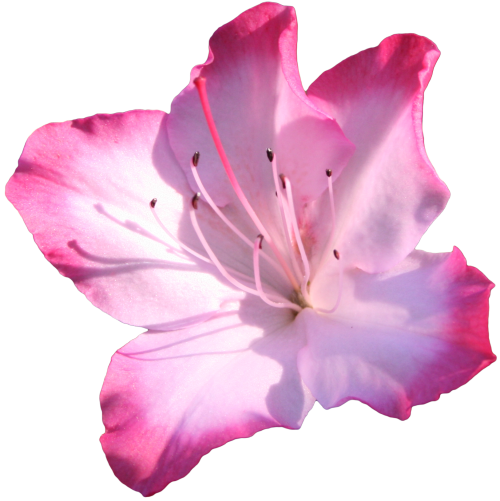 Png Image Of Pink Daisy Transparent - Azalea Flower Clip Art (500x501), Png Download