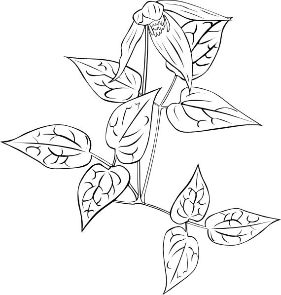 Western Blue Virginsbower Coloring Page Svg Clip Arts (570x598), Png Download